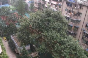 锦宏丽景花园1室1厅南