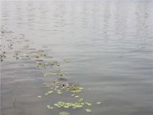 北大别墅前排,靠湖,院子很大,风景很好。