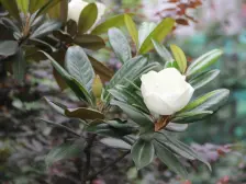 品质洋房+露台,户型方正,通透性强,住家舒适