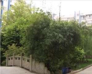 吉祥花园2室1厅东南东