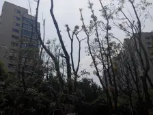 中鹰黑森林 2室1厅 南