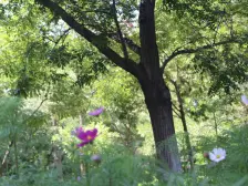 森林小区, 精装修, 户型方正,产权到位