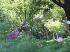 西站 美林郡 2室1厅 园林小区