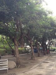 现代花园一期 3室2厅 东南