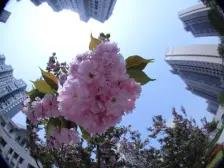 满五唯一,中间楼层,南向双阳台,南北通透!