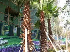 龙溪镇 欣光松宿一房