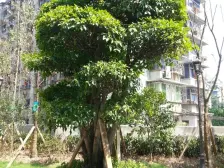 花卉园 轻轨旁 精装两房业主急售