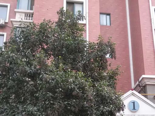 Ã×À¼Ñô¹â 1ÊÒ 1Ìü 37ƽÃ×