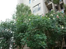 长桥左岸 3室2厅 南