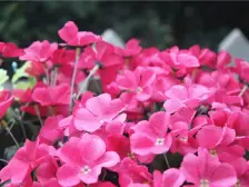 园林别墅小区业主自住电梯中层小3房