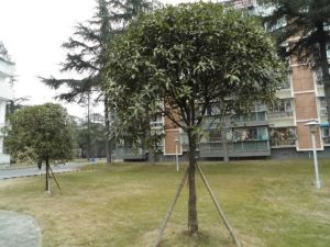 映电花园 3室2厅 东南