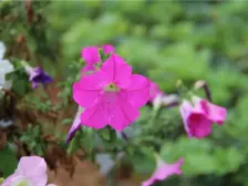 业主诚心出售,中高楼层采光好。