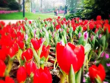 金地珑悦 精装两房 南向户型 采光通风好