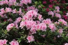 御景豪园四房,双套间蝴蝶户型带入户花园,一梯一户南北对流