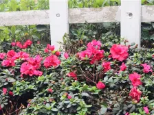 湘潭碧桂园 3室1厅 南