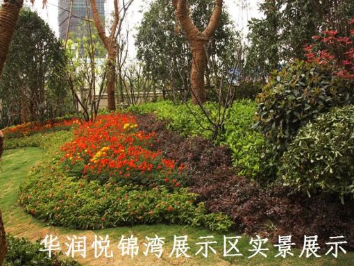 华润悦景湾3室2厅1卫南朝向2400.00元/月出租