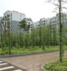 边防家园3室1厅东南