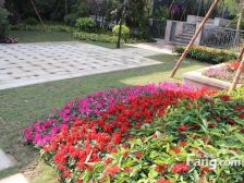 双阳台,楼层好,前后看花园,安静舒