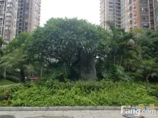 新世纪星城(三期/海涛居) 4室1厅 西南