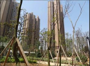 谐鸣園好房出售,纯毛坯,随意装修