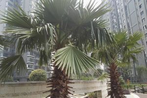 业主急售 地铁口 纯板楼洋房 居家装修 业主诚心出售