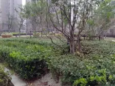 塘和家园桂花锦苑 2室1厅 南