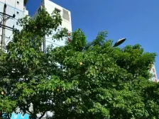 华岩新城 田野玉竹园二房51.5万