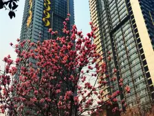 日月光解放碑1号 1室1厅 西南