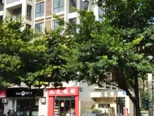 浅水湾(华逸路) 3室2厅 东 西