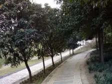 南溪瑶台 5室3厅 南