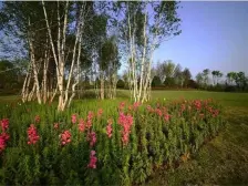 龙盛 绿城两江御园汀兰园三房168万