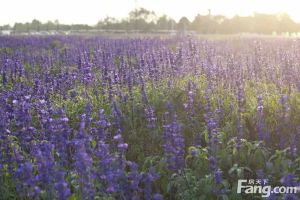 世合花了4年的时间改良土壤改善水质重新还原这片土地