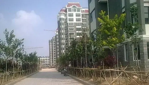 北美枫情