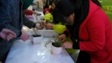 11月23日，位于繁华大道与莲花路交口的尚泽大都会售楼部正在欢乐上演盆栽绿植DIY和拼运气赢iphone6活动。