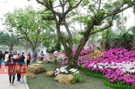 南宁市青秀山风景区兰园春季兰花展已开幕(组图)