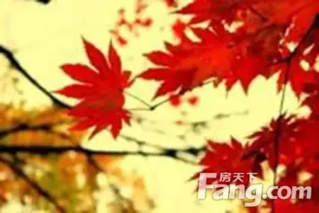 大自然地板 原木61生活之加拿大枫木图片