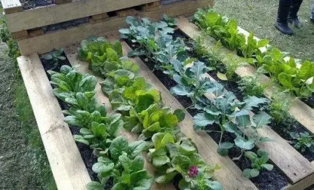 天台竟然能用马桶种菜 觅11种家庭种菜好方法