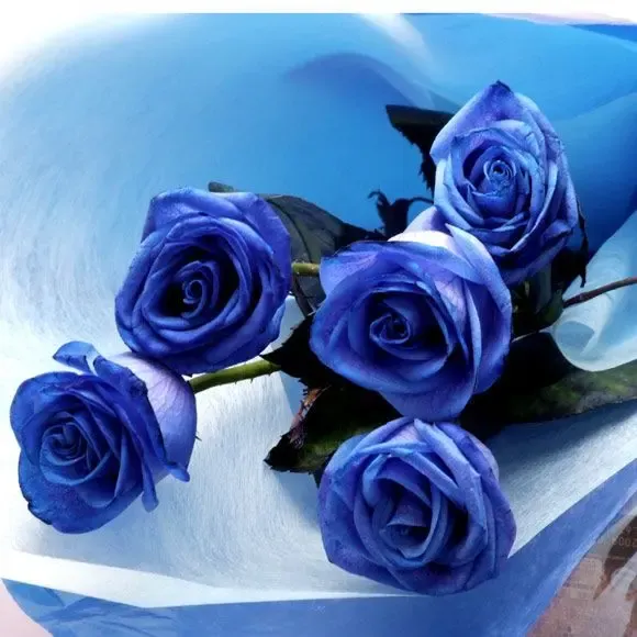 蓝玫瑰则代表敦厚善良
