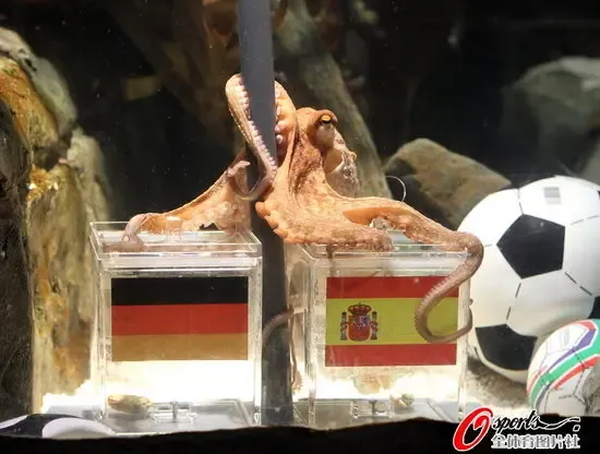 世界杯"预言帝"诞生 章鱼保罗预测全回放