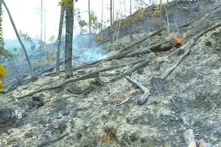 凤凰山大火连烧六小时 东坑段山坳植物燃烧殆尽