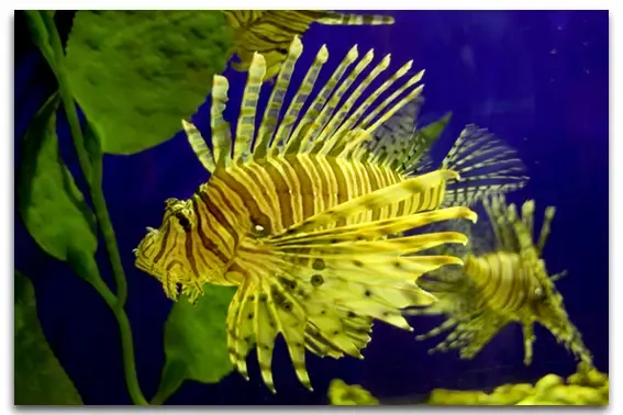 "狮子鱼"入侵美国海域 盘点美丽外形蛇蝎本性的生物