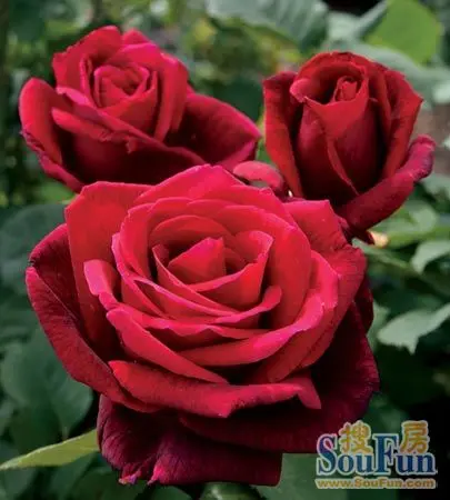 羞答答的玫瑰静悄悄地开 婚房就要罗曼蒂克(图)-家居快讯-上海房天下