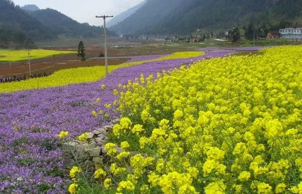 春天花會開 重慶周邊景區春季賞花攻略