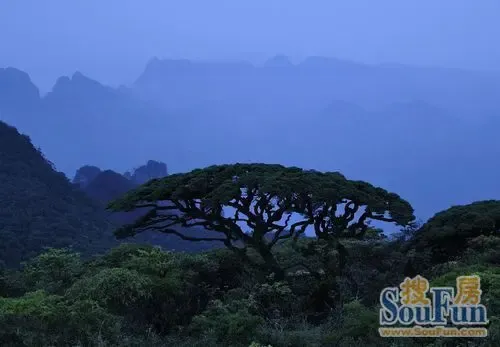 圣堂山奇树