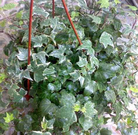 植物