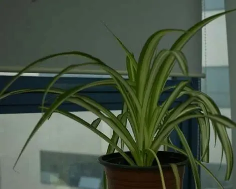 植物