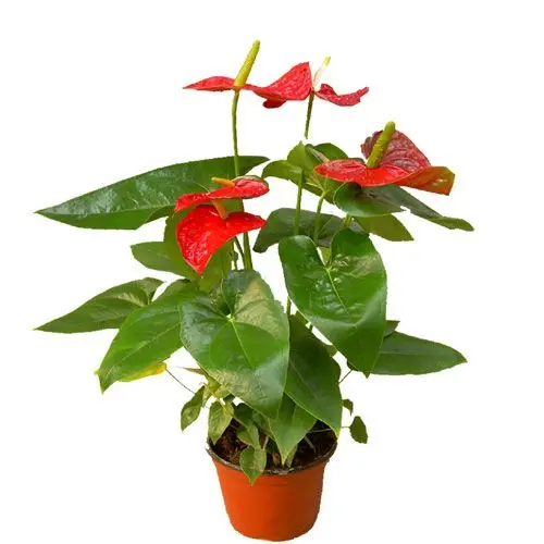 植物
