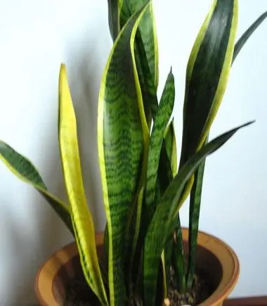 植物