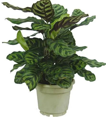 植物