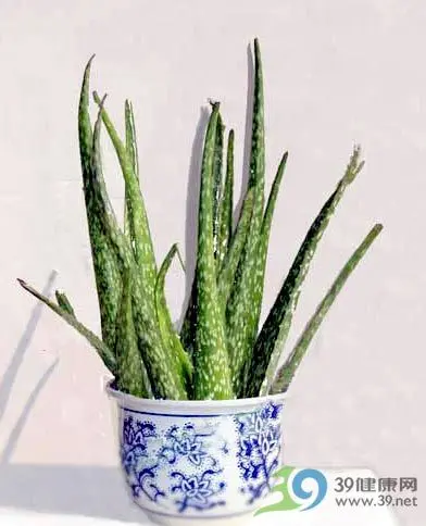 植物